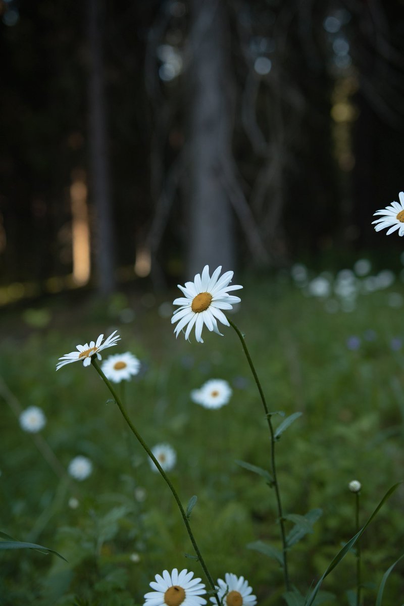 🌼Relax
Do not always look at life as bad, evil exists until we know the meaning of beauty. 👌🌼