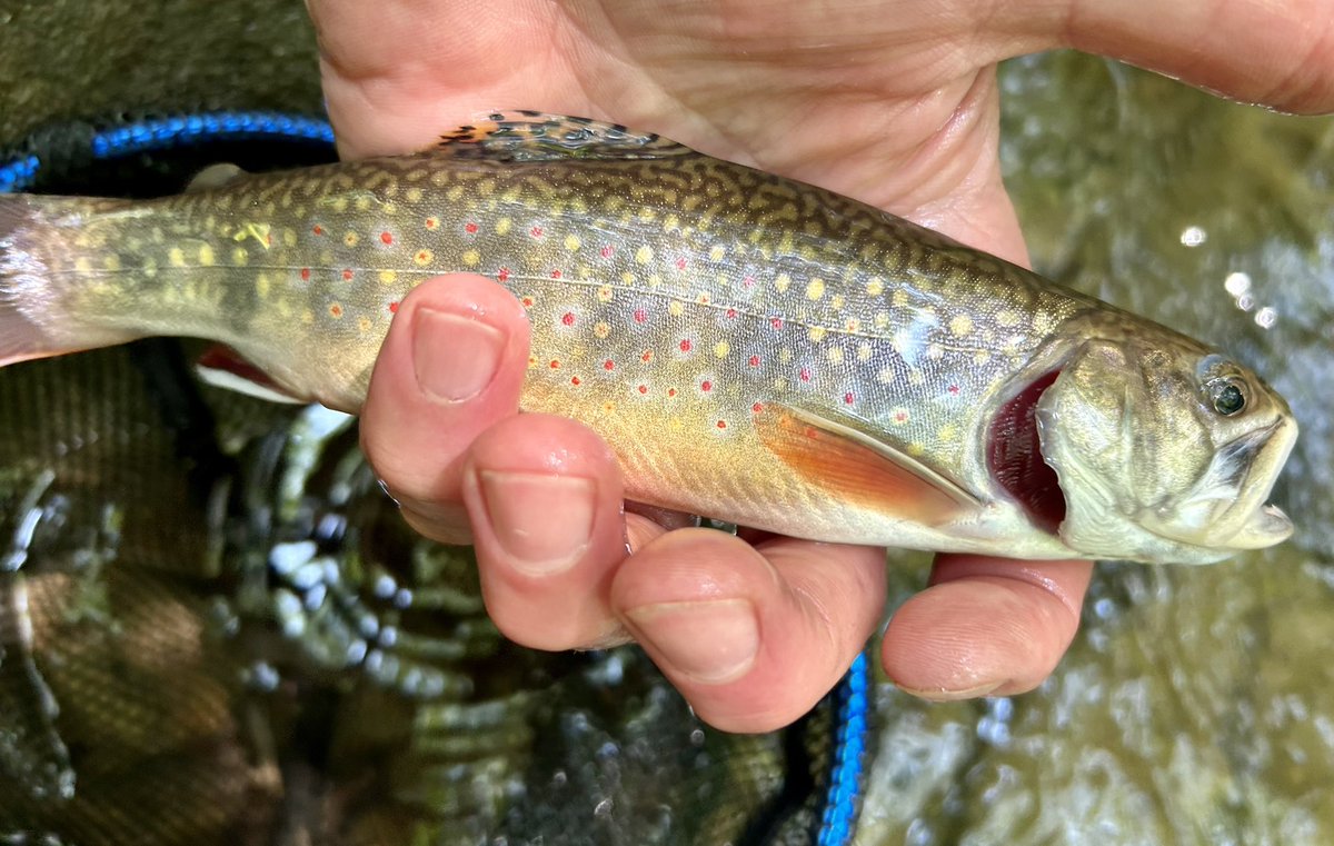 Travis Austin tweet media