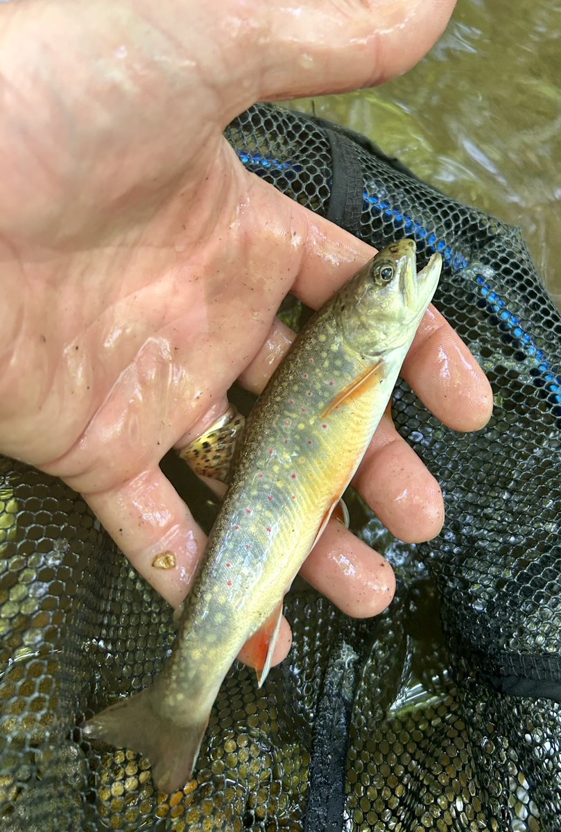 Travis Austin tweet media