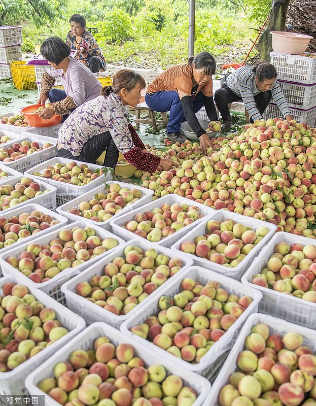 China Daily on Twitter "Millions of peaches, peaches for me! Farmers