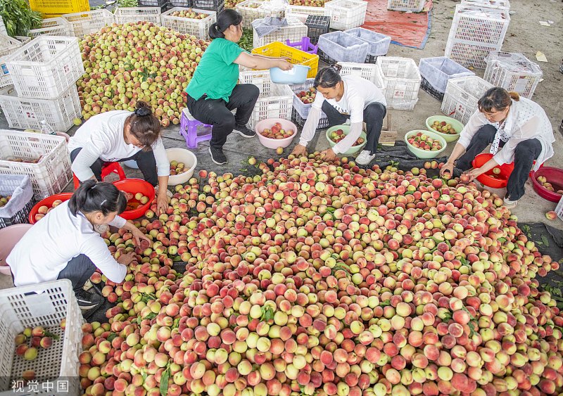 China Daily on Twitter "Millions of peaches, peaches for me! Farmers