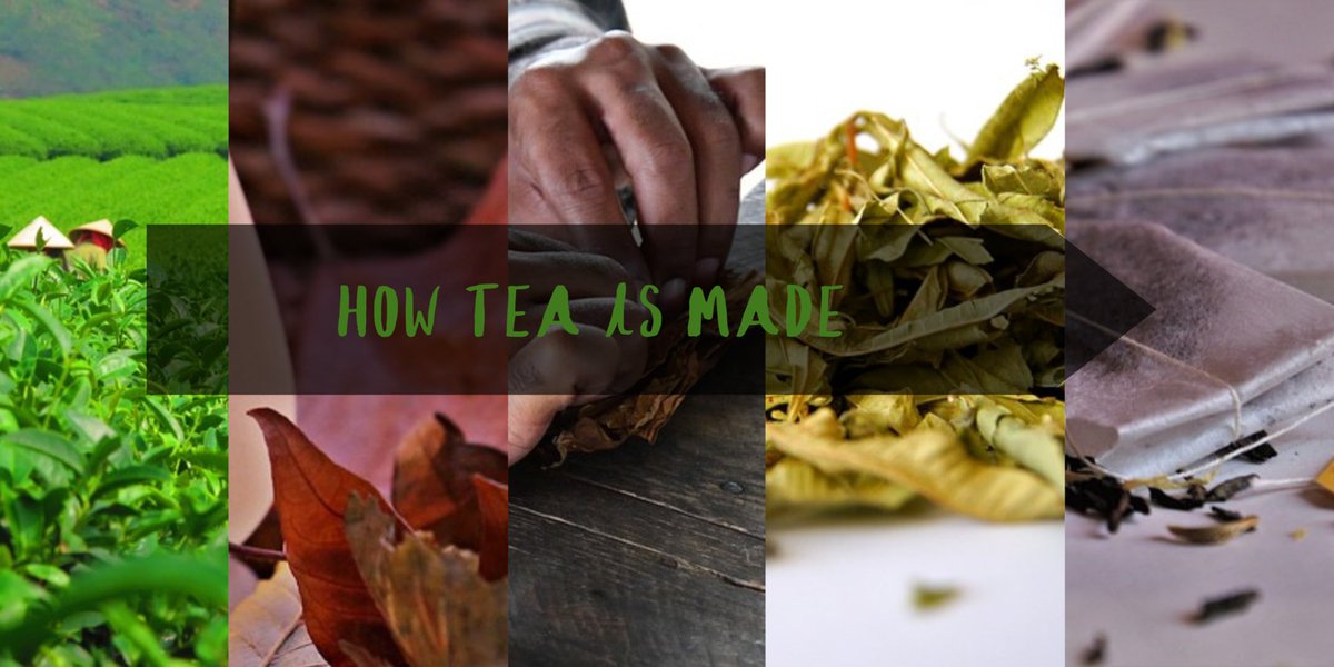 teahchronicles's tweet photo. Have you ever wondered how tea is made? It all starts with plucking the tender tea leaves, followed by withering, rolling, oxidation, and drying. It's a fascinating journey from leaf to cup! 🌱🍵 #FromLeafToCup #TeaCraftsmanship https://t.co/GRDmbNoRnO