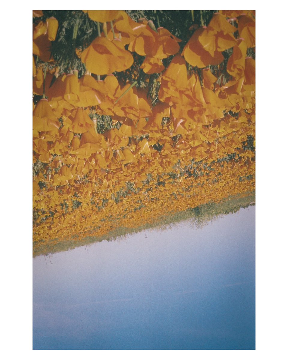 LacklusterJoe_'s tweet photo. Poppy reserve on film
#filmphotography #film #fujifilm #fujipro
#photograghy #pentax #sundayvibes https://t.co/lXRoJzIVM1