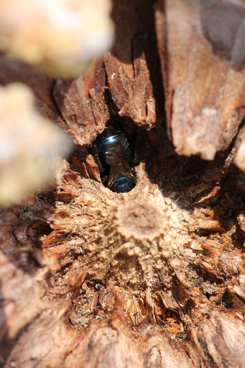 Laura Russo (@lrusso08) on Twitter photo Bee friends! Has anyone ever heard of an Osmia nesting in a pine cone??? Look at this beauty <a href="/ArceoGomezG/">Arceo-GomezG</a> #osmialove Bee friends! Has anyone ever heard of an Osmia nesting in a pine cone??? Look at this beauty <a href="/ArceoGomezG/">Arceo-GomezG</a> #osmialove