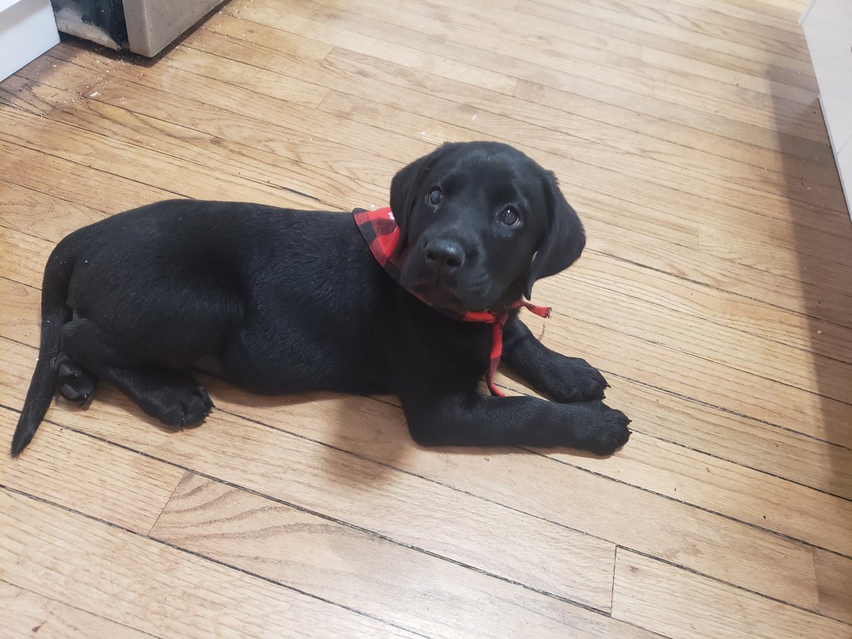 8 weeks old..Born March 31st 2023.  Super cute little lady, super clever too. #blacklabrador #dogsoftwitter