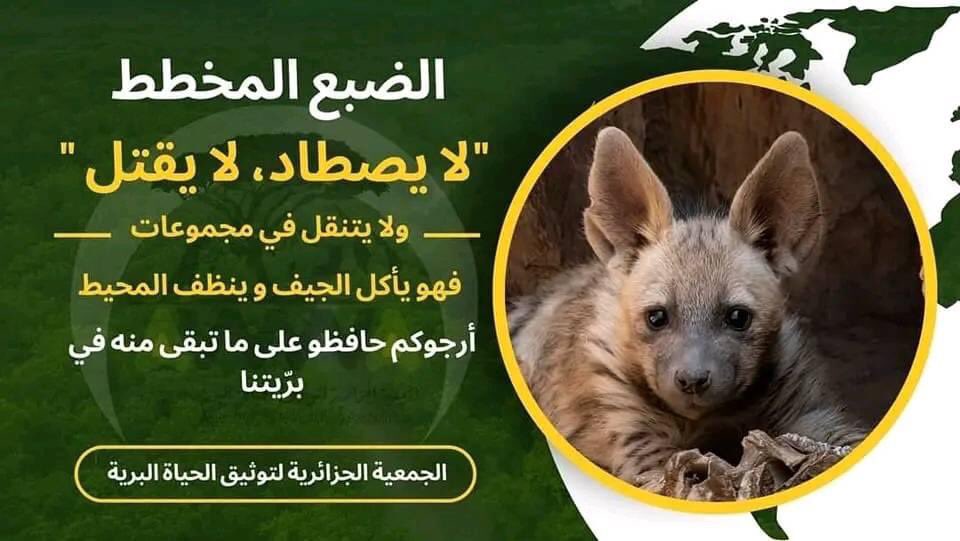 chlambo34's tweet photo. كلنا معنيين
#الضبع_منظف_البيئة
#fdctrek #nature #wildlife #algeria https://t.co/7zCfE6IhMo