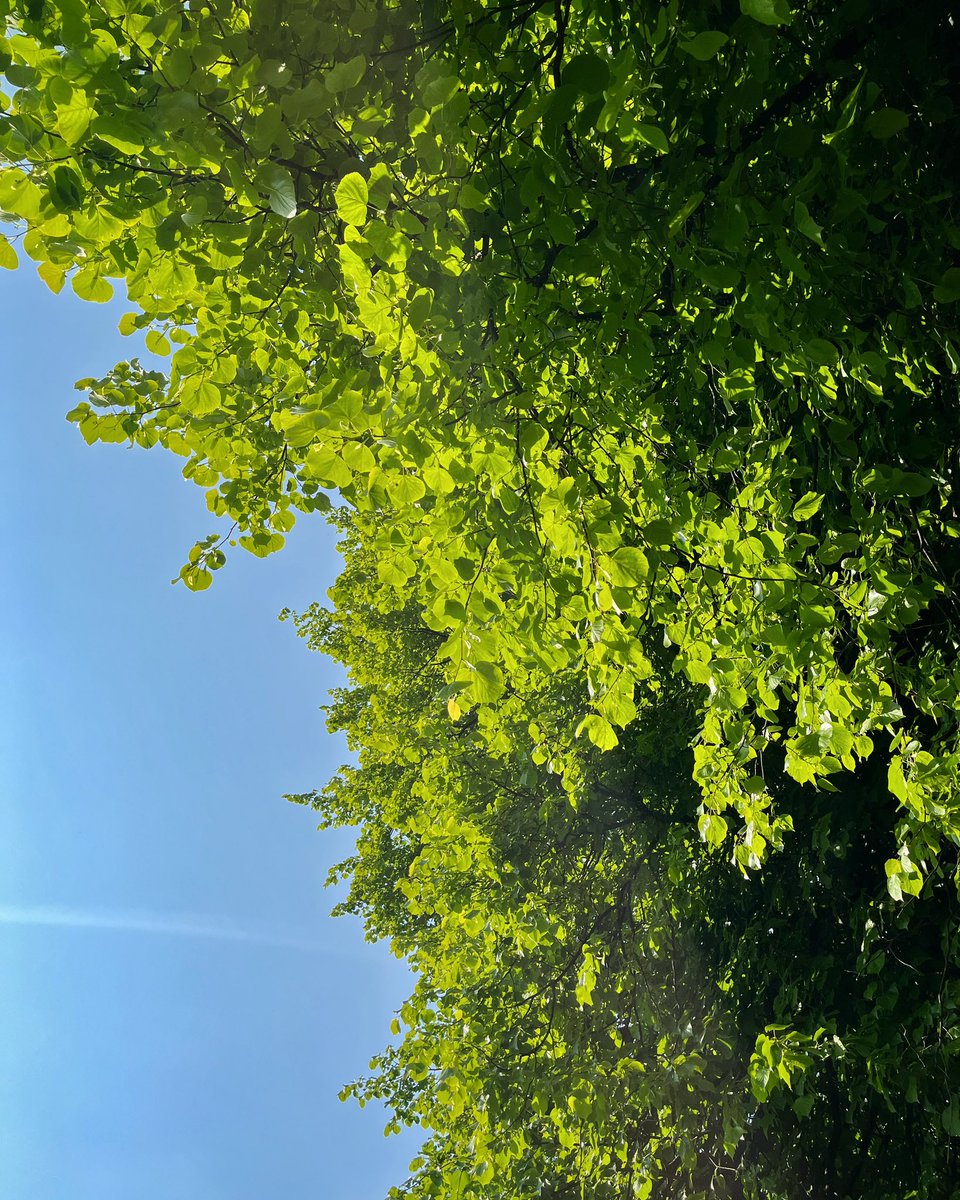 Sunbathing ☀️🕶️🌱

#sunday #sunbathe #sunbathing #sun #sunshine #spring #summer #bluesky #blueskies #colour #light #bright #green #leaves #blue #sky #afternoon #lateintheday