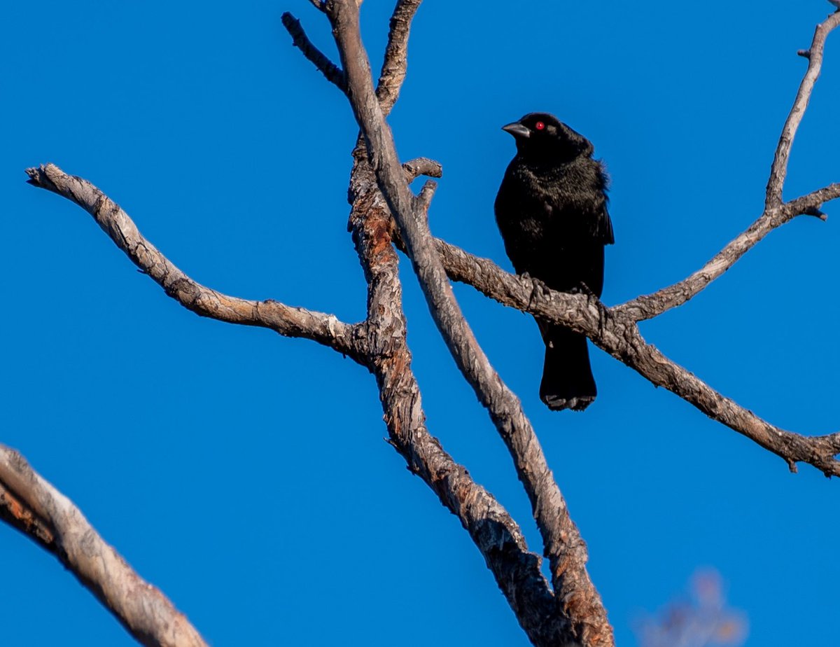 Goth Bird! Bronzed Cowbird looking ominous… 🖤