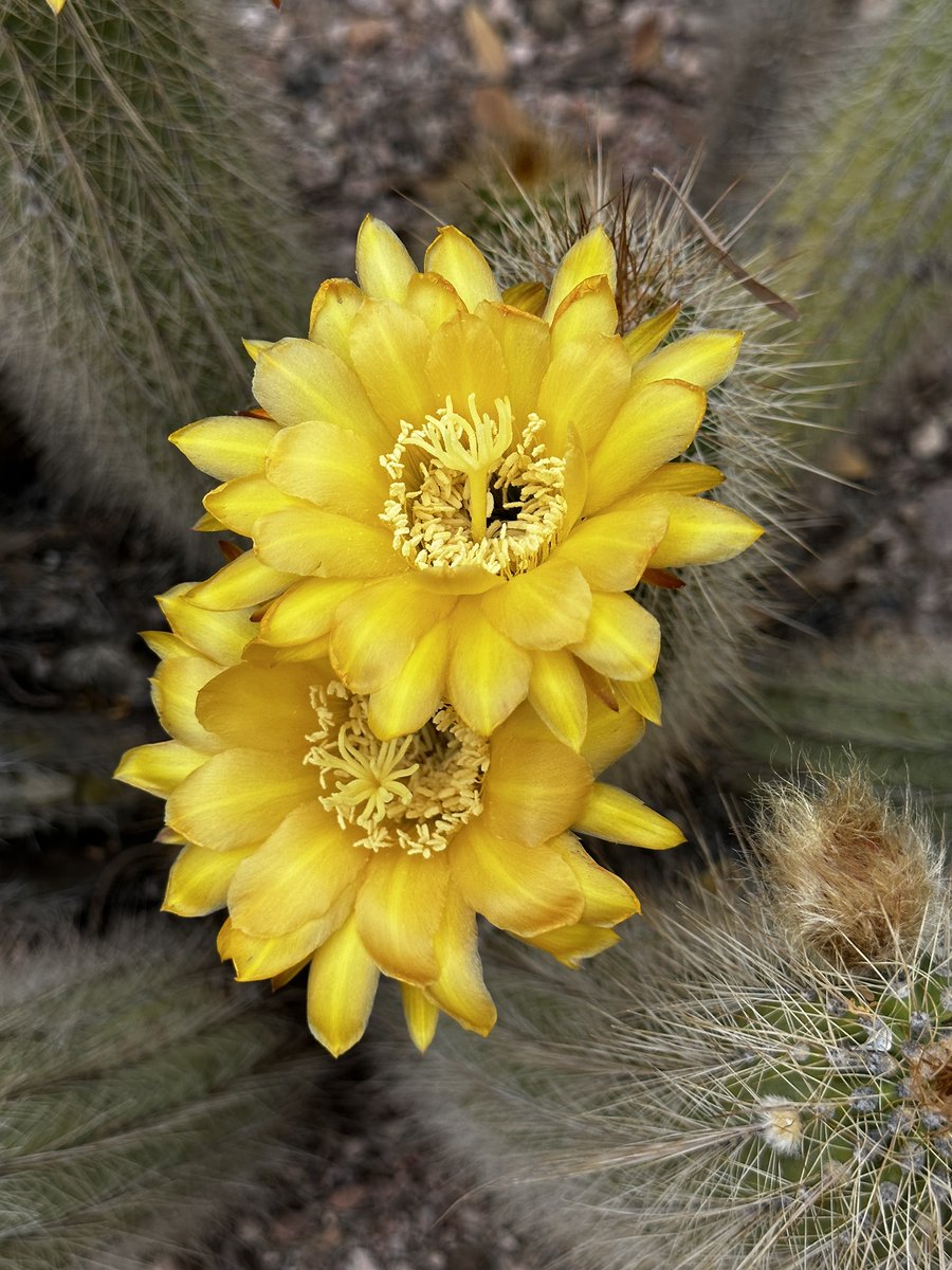 dbgphx's tweet photo. With so many desert plants in bloom, it’s hard to pick which trail to stroll through first at the Garden.

Don’t miss what everyone’s been raving about this season!   

Tickets at https://t.co/NdW5vxPGtf. https://t.co/iAdr6Ni9zg