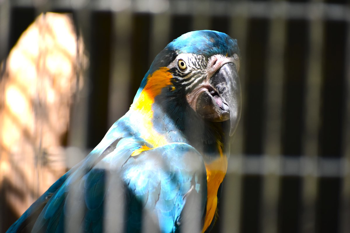 アオキコンゴウインコ