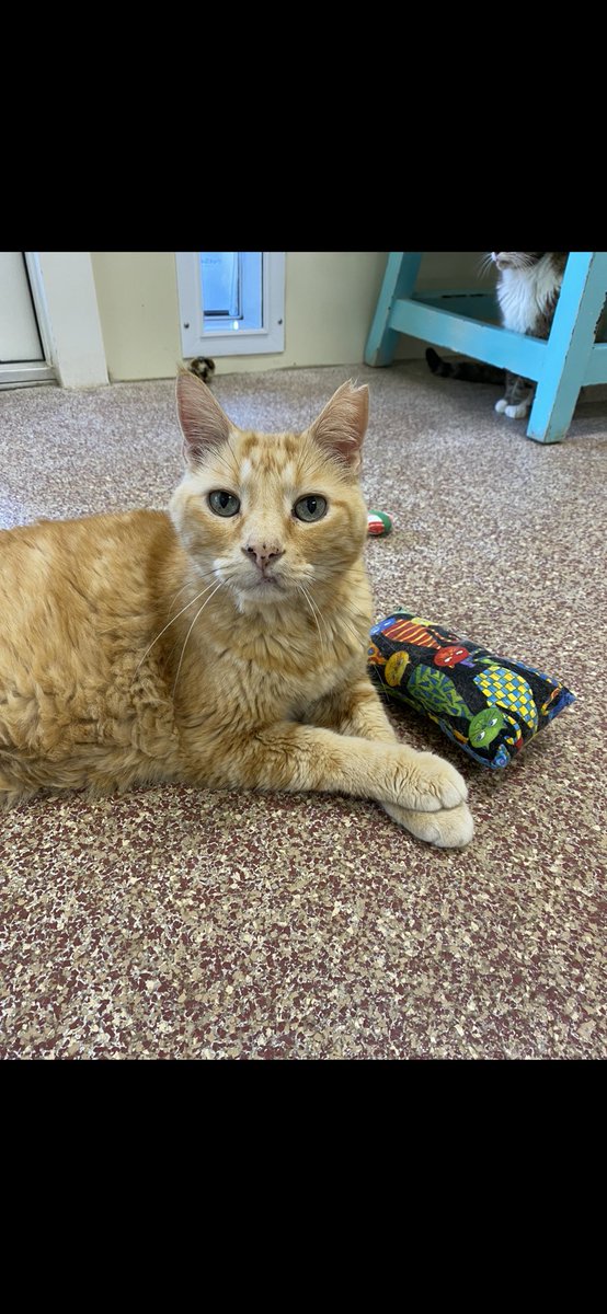 Our hearts broke yet again today, as we said goodbye to our beautiful Samm. His health declined in a hurry and an inoperable abdominal mass was found. Thank you, Samm, for all the love and laughs. Fly high with your new wings. #bestmeow shadowcats.net/sammy/