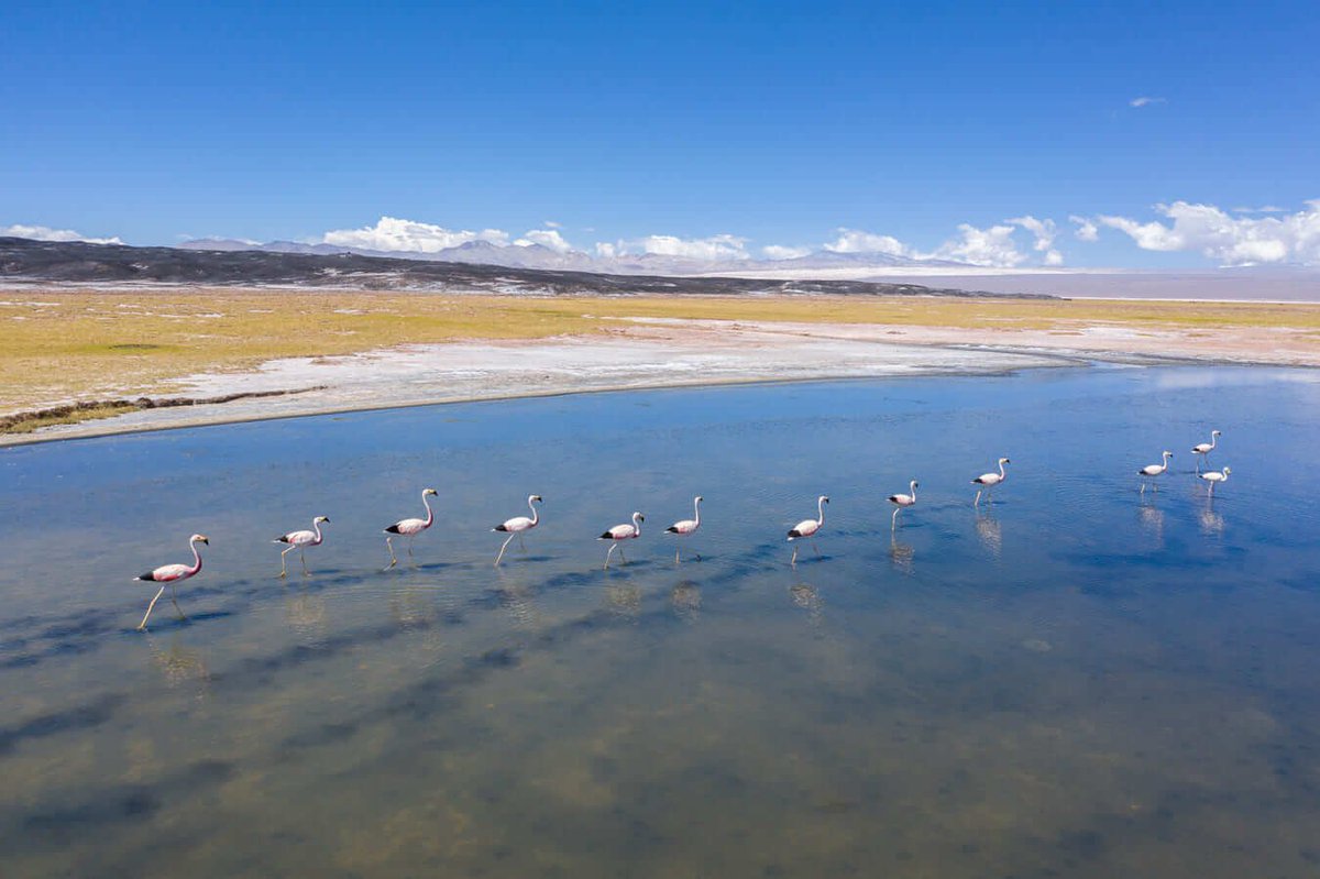 Ojo_Publico's tweet photo. 🔎🚨🦩🏔️#BoomLitio Demanda de países de Europa pone en riesgo los ecosistemas de los países sudamericanos.
Argentina 🇦🇷, Chile 🇨🇱 y Bolivia 🇧🇴 son los que más producen.
📸: Sebastián Lopez 🧵
👉https://t.co/eZMxXEK8Pd https://t.co/BhdGws1pIi