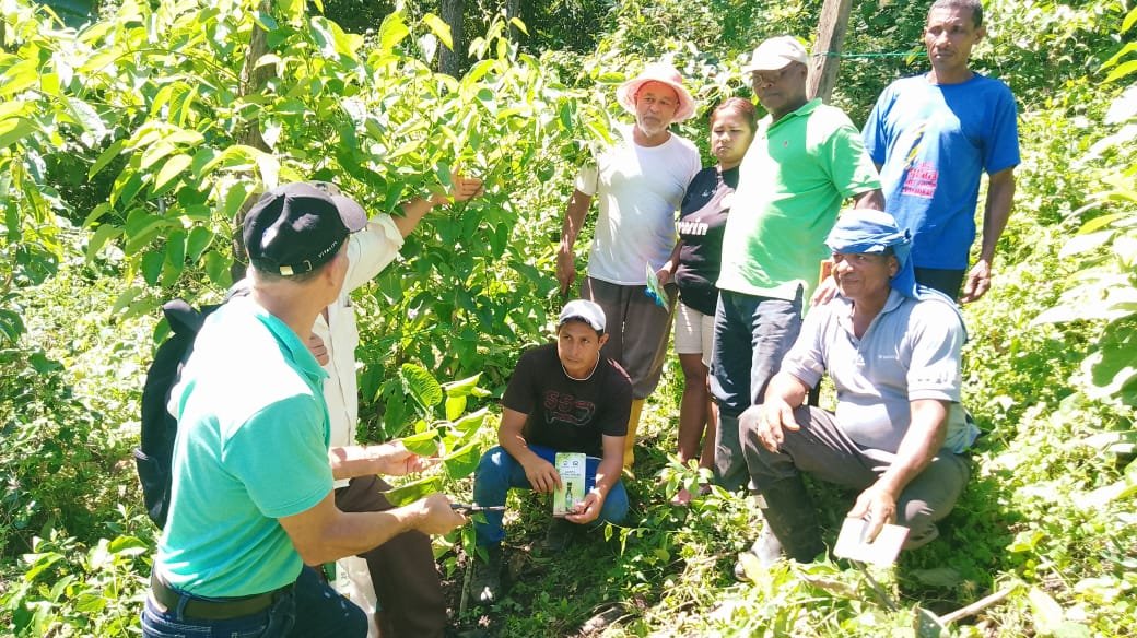 Agricultura_CZ1's tweet photo. #Esmeraldas l Con el objetivo que pequeños productores de Sacha Inchi, mejoren su rentabilidad económica, técnicos del proyecto PIATER, brindan  capacitación en comercialización asociativa, trabajo ejecutado en la parroquia Camarones cantón #Esmeraldas.
#TrabajamosPorElCampo https://t.co/1TJ2iOXA6N