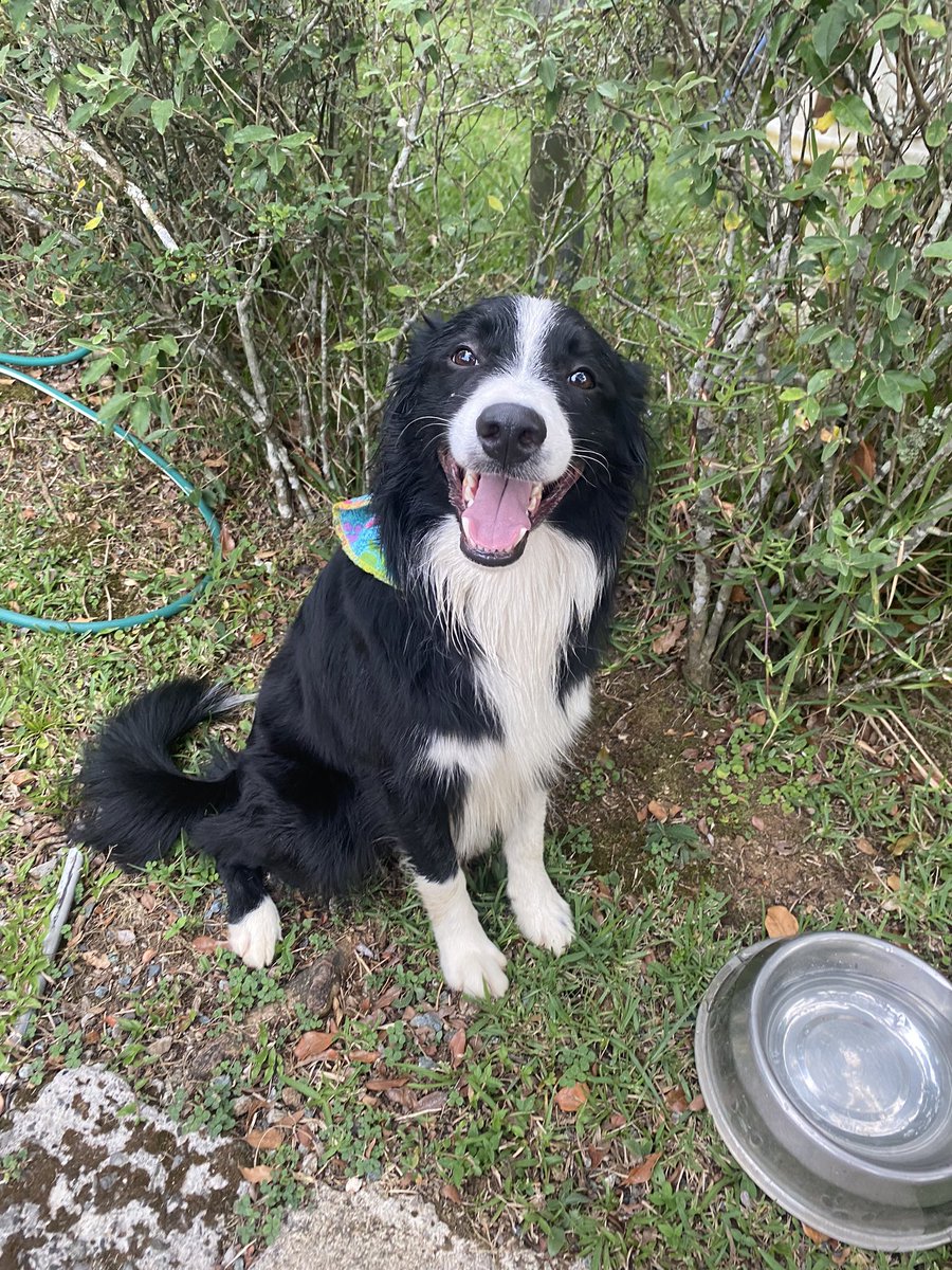 beatricemorac's tweet photo. Twitter do you thing :( 
Llegó este perrito a mi casa desde ya hace varias horas, porfa me ayudan a compartir para encontrar al dueño o alguien conocido!! https://t.co/qJGzsPIcBl