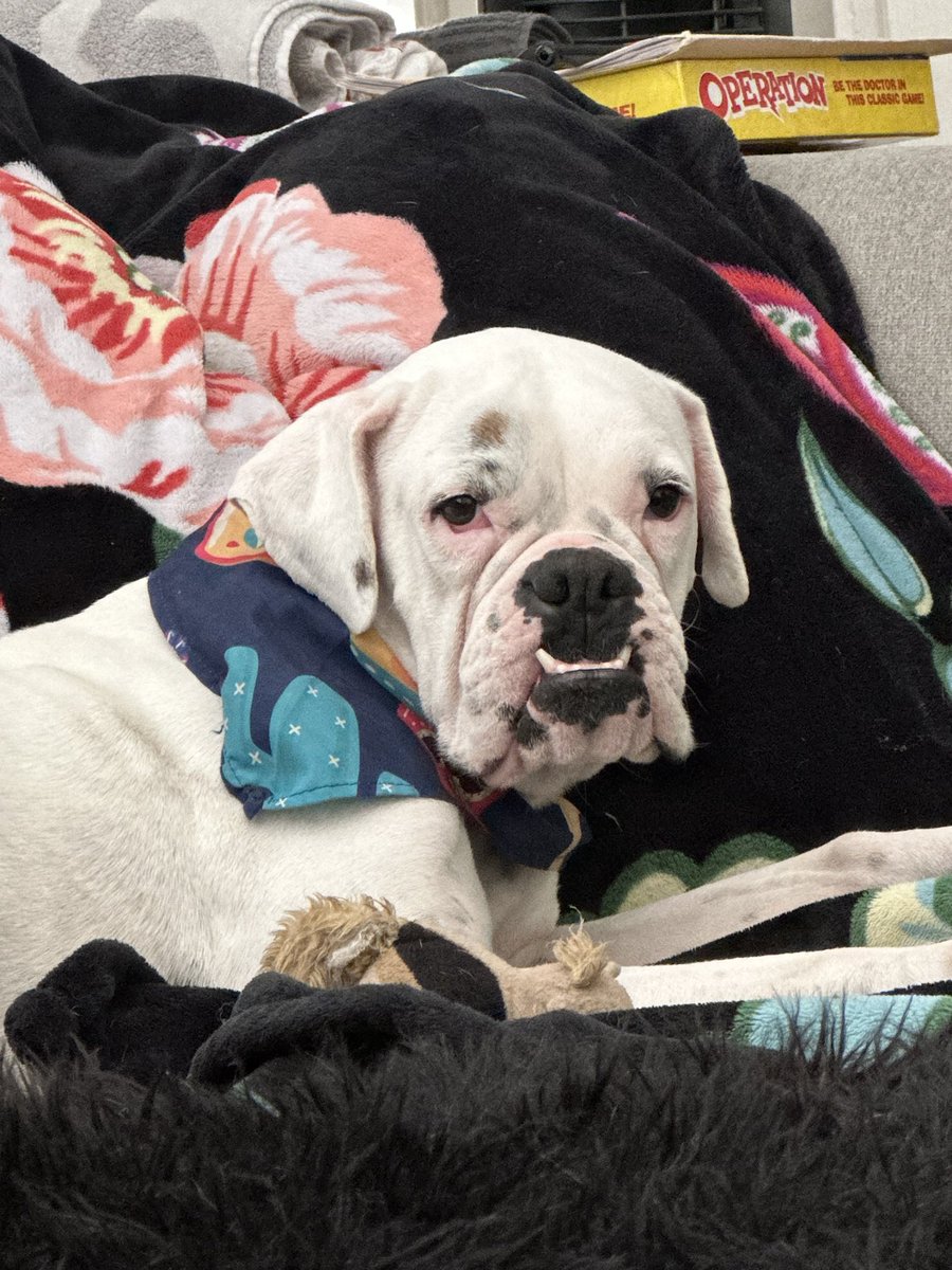 Gingy4USA on Twitter "RT adopt_boxer Angelica had a rough start in