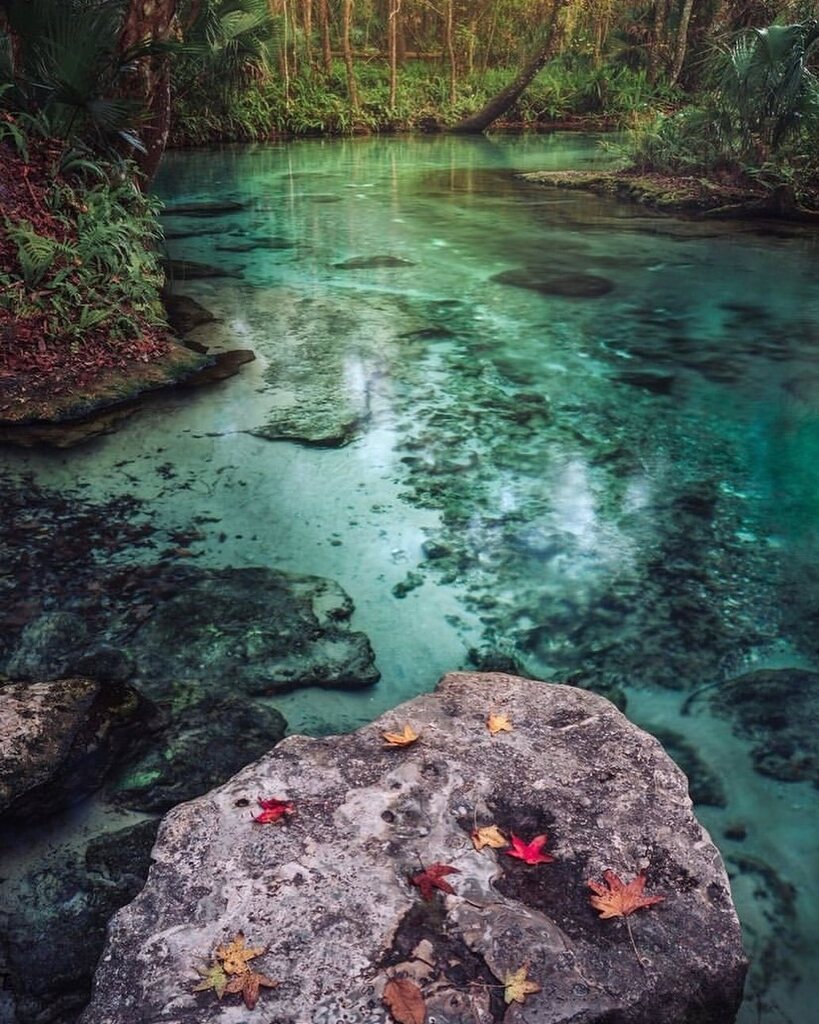 floridaexplored's tweet photo. “Emerald Snake” Photo by @ceezfotography Join us in exploring Florida and tag your photos with #floridaexplored to get featured.
.
#roamflorida #kellypark #discoverflorida #keepflwild #floridasprings #thespringstate #exploreflorida #instaflorida https://t.co/fe6a5qWiAp https://t.co/v6uqCKJM3Y