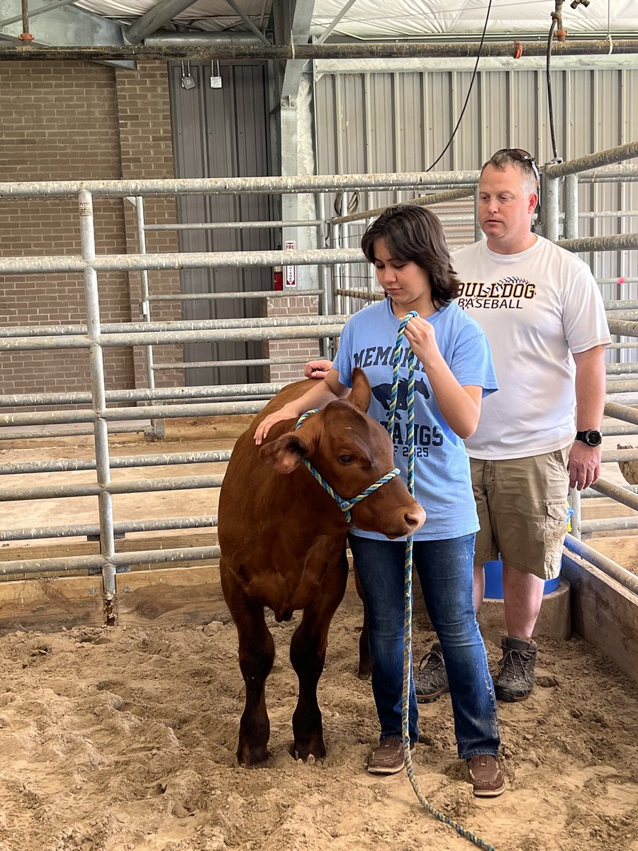 FFA_Memorial's tweet photo. @FFA_Memorial  has officially started moving in animals for the 2023-24 Show season!!!  Stay tuned as we fill the barn for the coming season @McAllenISD @Pride_Mustangs @McAllenISDCTE https://t.co/ItFcnXc3lY