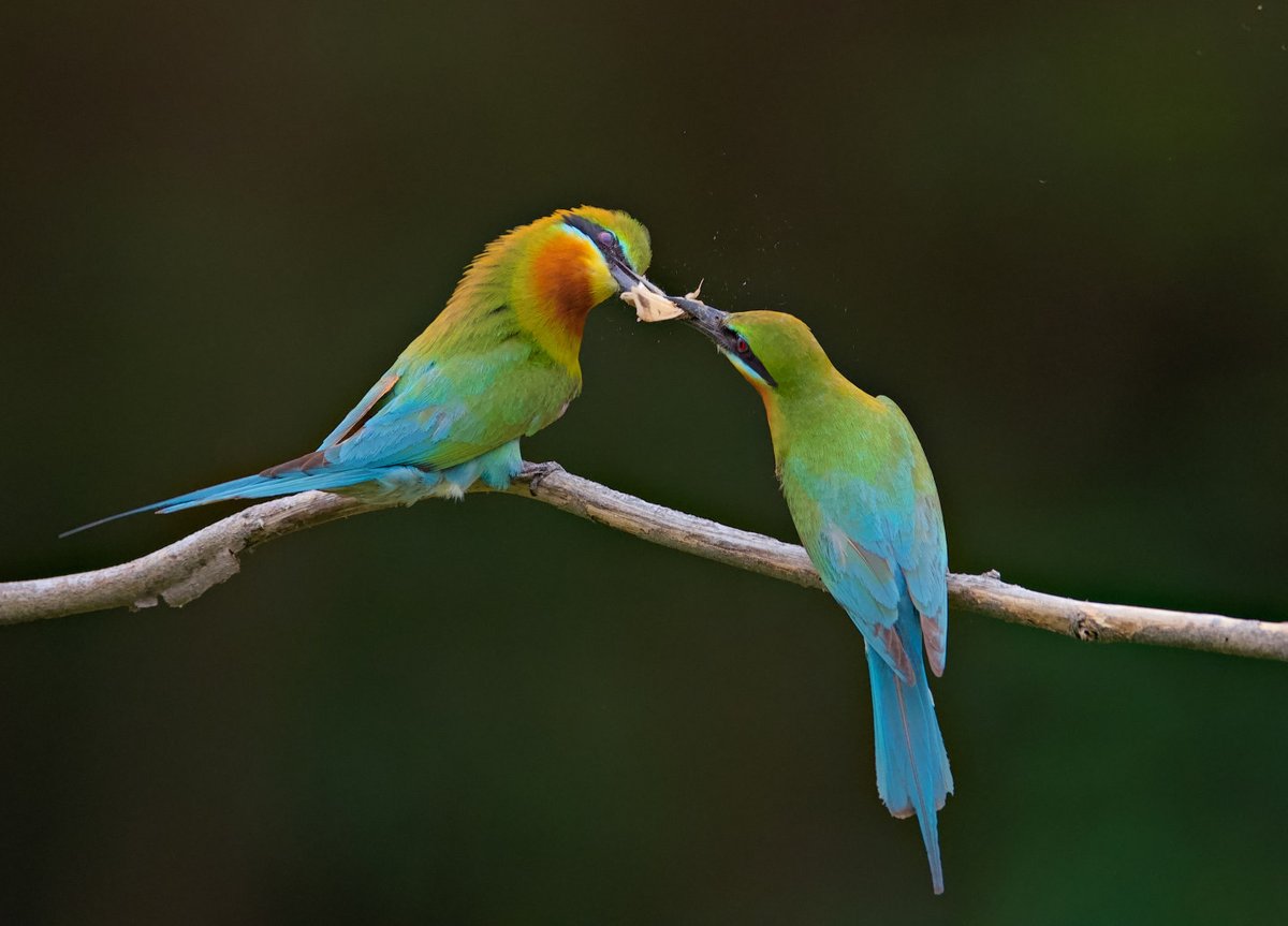 Blue-tailed bee eaters perch on a branch in Xiamen, Fujian province. #OneMoment #bird