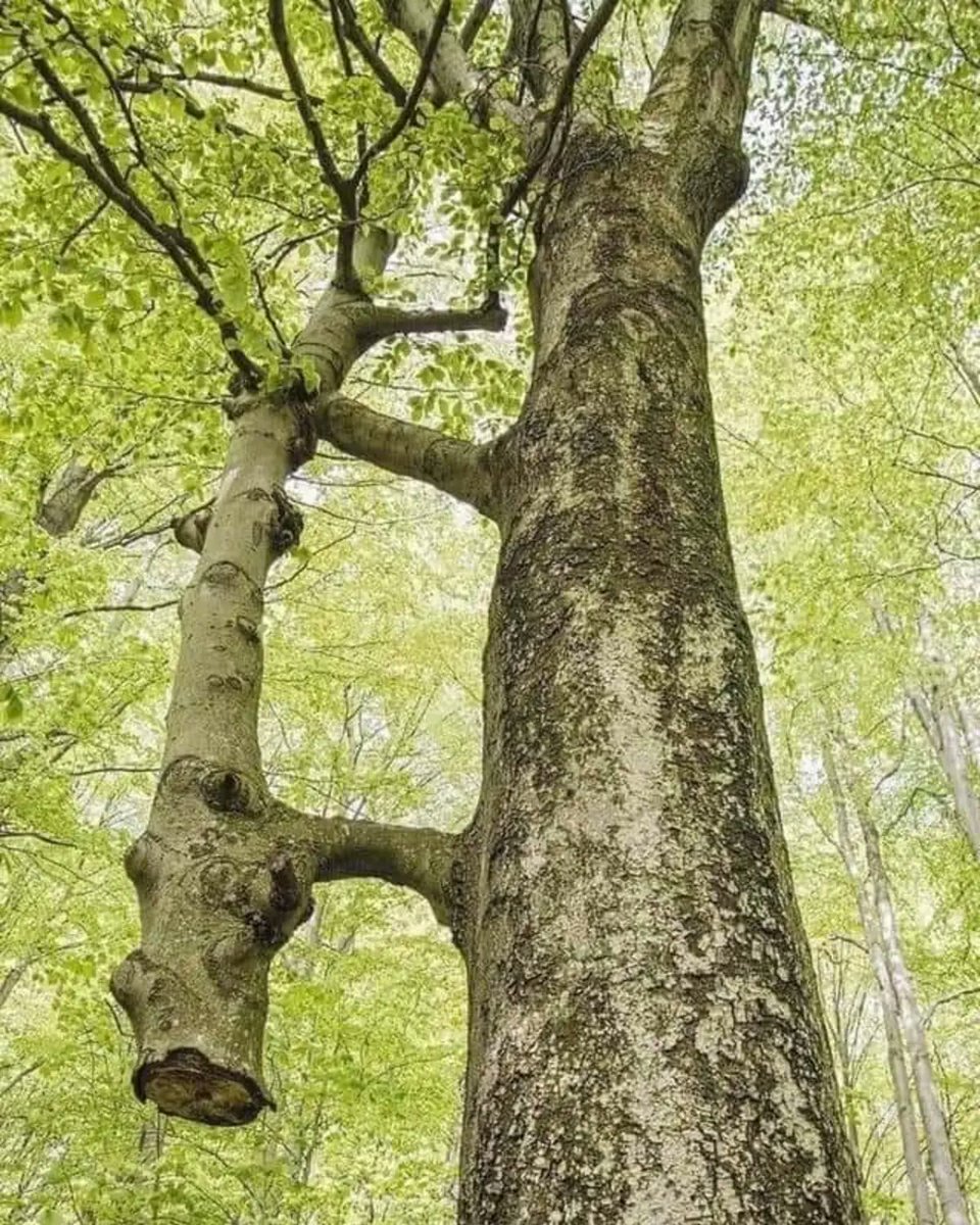 RincnCuriosoo's tweet photo. Un hecho que parece antinatural y sin embargo existe...

Un Haya cortado se unió en una especie de simbiosis a otro que lo mantiene con vida. El haya tiene una corteza delgada y, dado que estos dos árboles son probablemente idénticos genéticamente. https://t.co/DX3pwYmZ4E