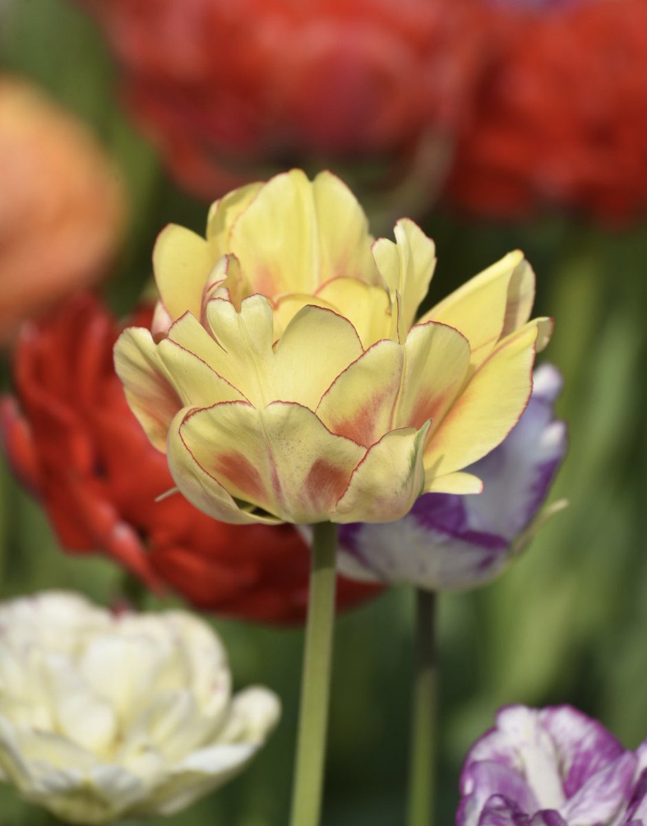 Some highlights from this year’s <a href="/CdnTulipfest/">Canadian Tulip Festival</a> 🌷 #Ottawa #DiscoverON