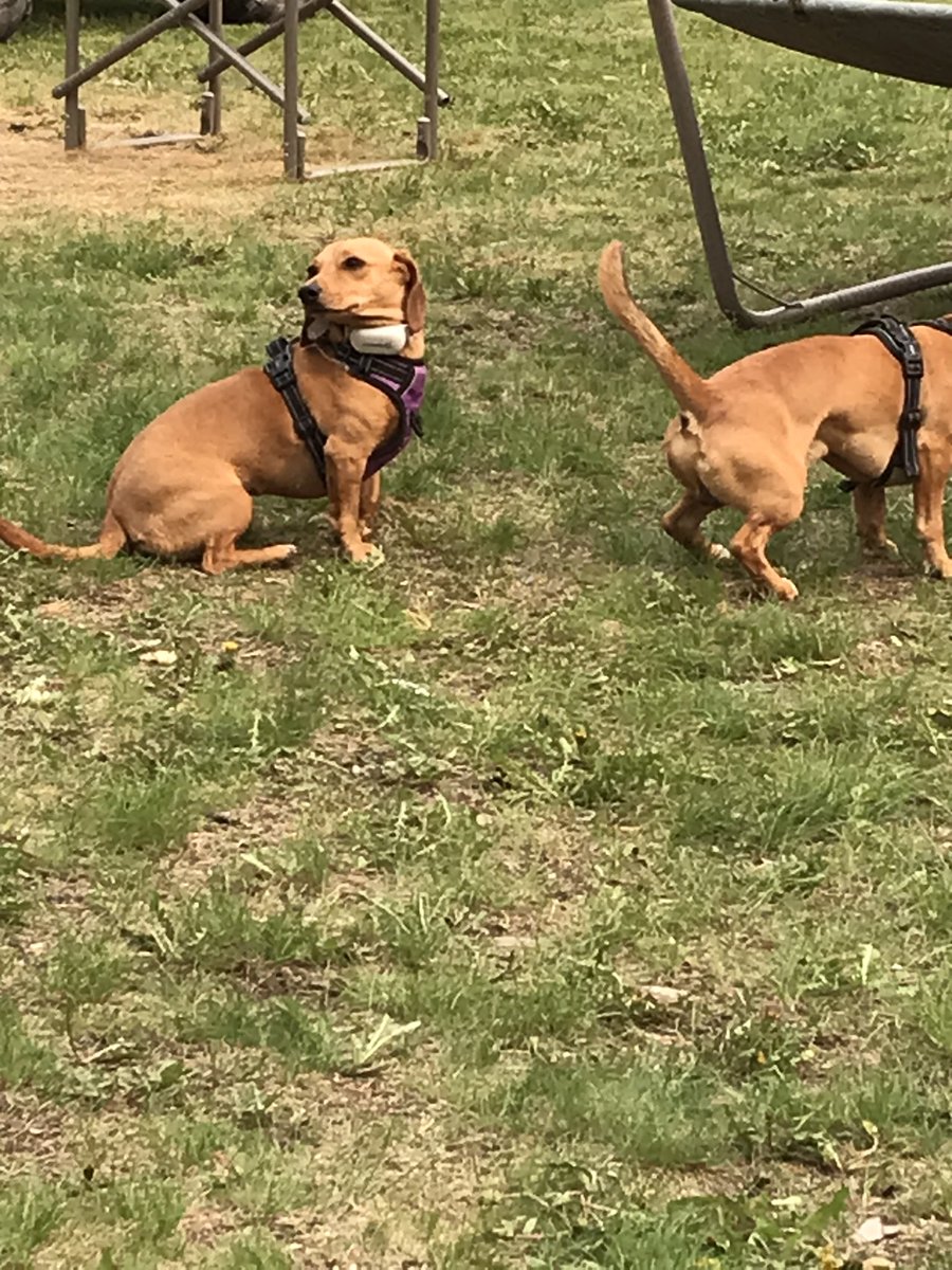 mounlimited634's tweet image. Cute dogs, great food and fun games with some fine folks. A delicious time was had 😊 

#mblife #mbsummer #maylong