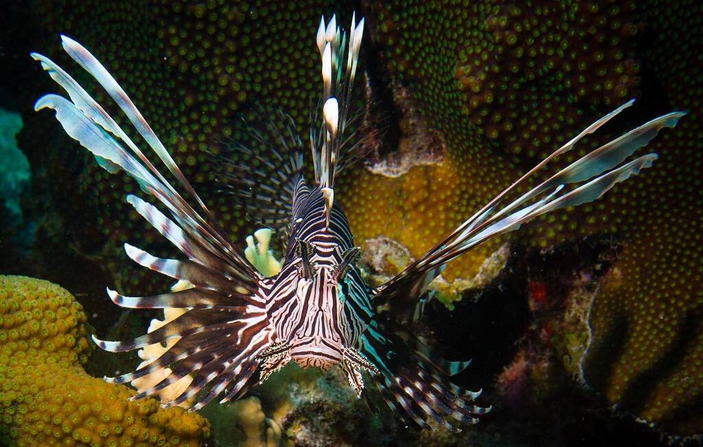 A Red Lionfish (Pterois volitans) hovers over the reef near Kralendijk, Bonaire, May 17, 2023. Described as the worst marine invasive species ever, lionfish are voracious feeders with indiscriminate appetites. Their stomachs can expand to 30 times normal… instagr.am/p/CshhplgNgdi/