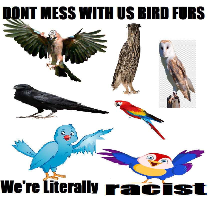 No Context Bird Empire (@birdemp_moment) on Twitter photo 