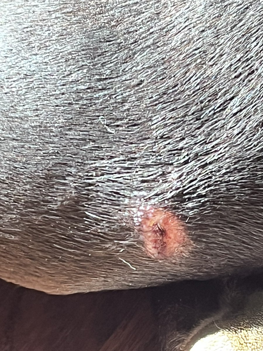DoodleAndDane's tweet photo. My hooman brought me to the vet yesterday. Some how I tore open my knee and also the pad in my foot. I’m limping around and don’t like it getting cleaned and treated. https://t.co/A44PFVYCq0