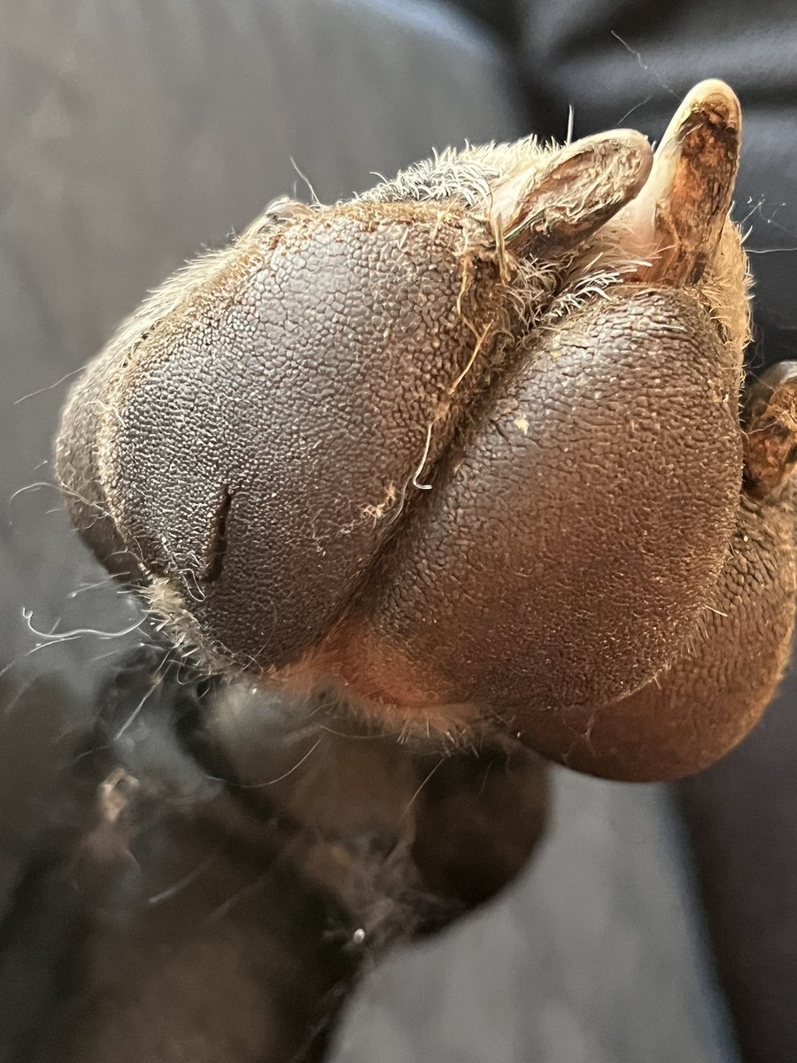 DoodleAndDane's tweet photo. My hooman brought me to the vet yesterday. Some how I tore open my knee and also the pad in my foot. I’m limping around and don’t like it getting cleaned and treated. https://t.co/A44PFVYCq0