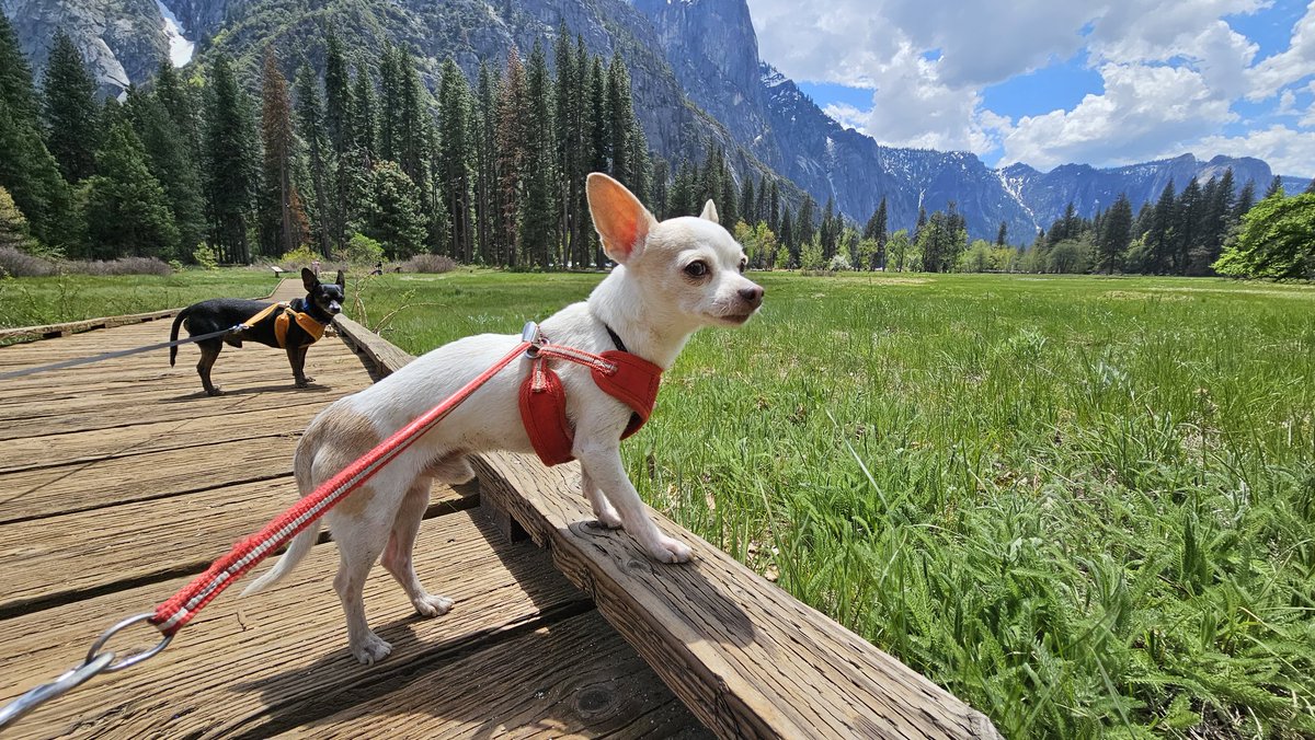 FroemmingAndrew's tweet photo. This is my Yosemite trip go get your own! #Yosemite #adventure https://t.co/pU5X5Qn7jw