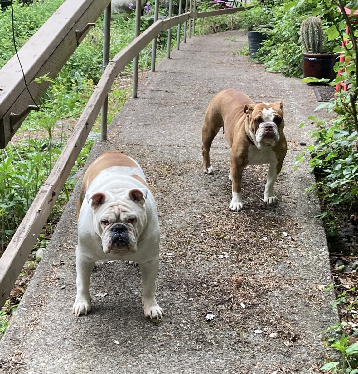 CarpenterKobi's tweet photo. Mac the tank and Stella our new child 😍🥰 https://t.co/a75NX86qsd