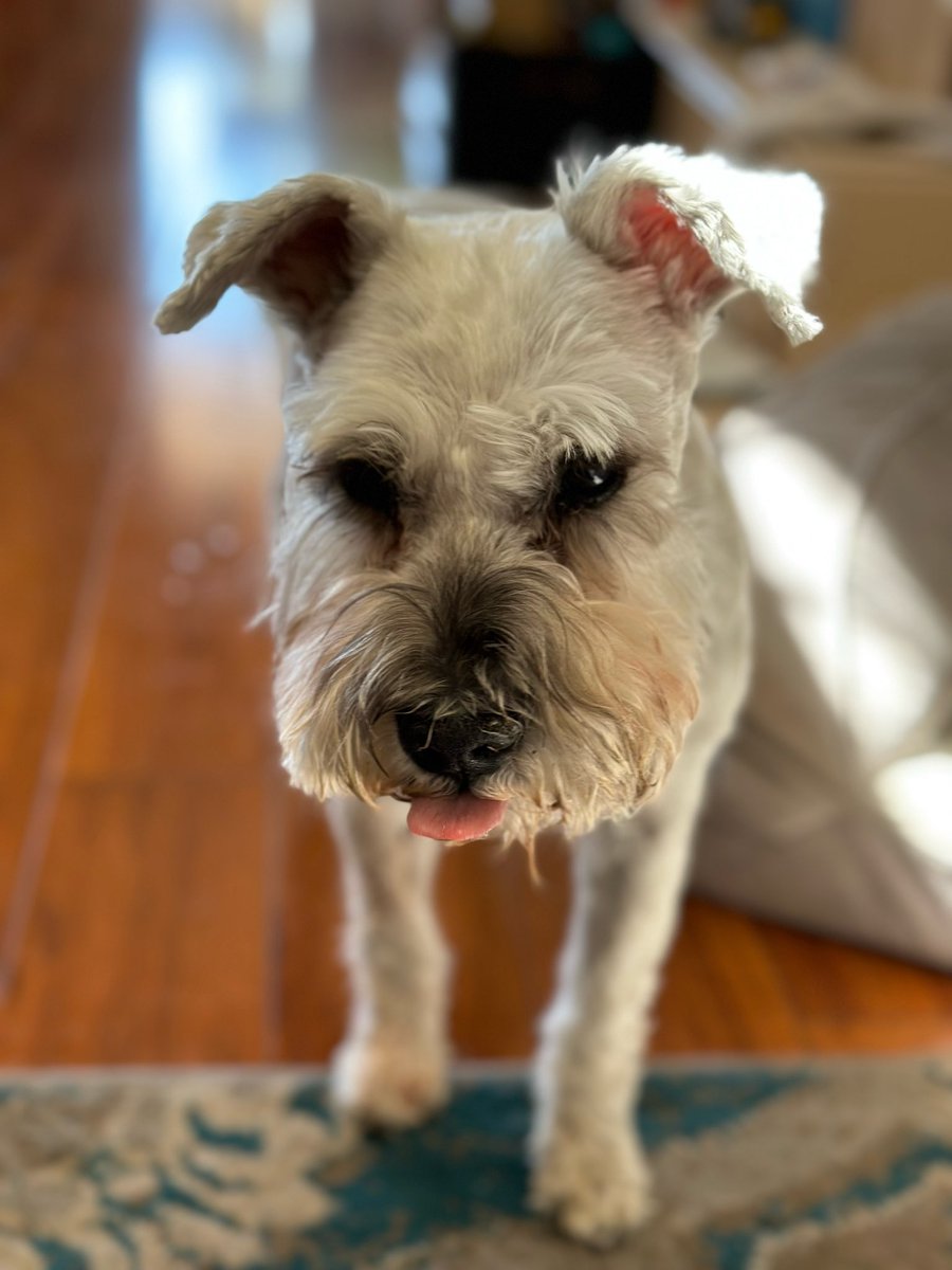 dinopoopie's tweet photo. My precious baby…I will never stop loving you and look forward to when we can walk over the rainbow bridge together. 11/12/08-5/21/23 https://t.co/EGjSL6sh83