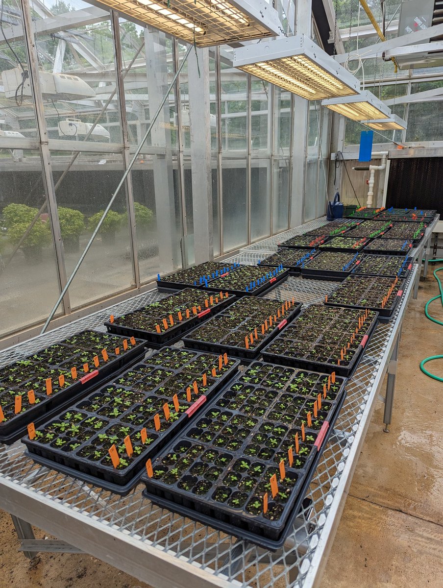 I finally finished transplanting my backcrosses! I'm so excited to see where these plants take us next. I'm also looking forward to a summer full of research.