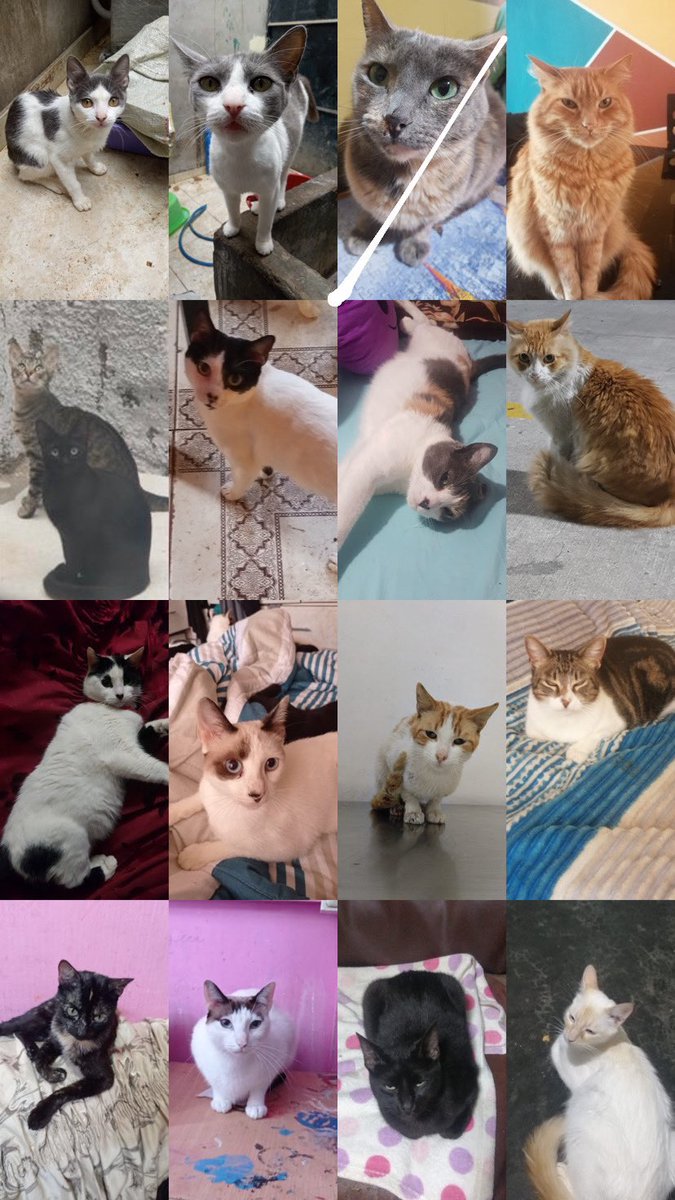 pawssperu's tweet photo. Solo han amadrinado a dos de nuestros gatitos. Son más de 45… encima una gatita trajo a sus 5 gatitos con ella. Necesitamos madrinas o padrinos de 20so por favor. Puedes elegir al gatito de tu preferencia. Todos tienen una historia, una más triste q otra. RT
Yape/plin: 941394340 https://t.co/FY9nuHO91F