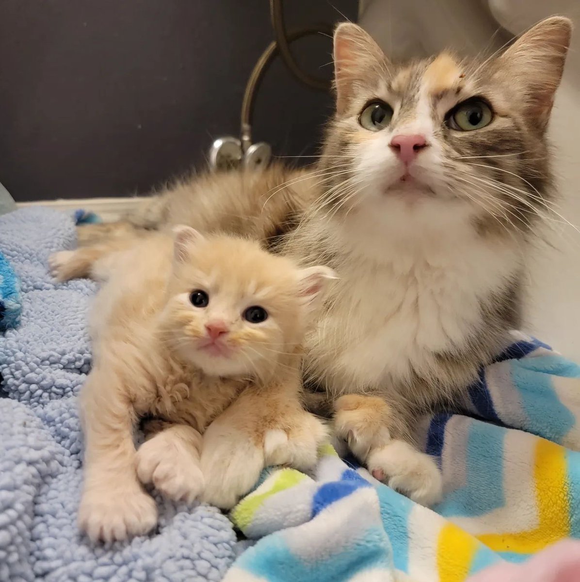 NFLQuotesMemes's tweet photo. RT LoveMeowdotcom "Rescuers rushed to help a cat and her six kittens and were stunned to find that they are all polydactyl. Full story: https://t.co/NFVPPxfdnS https://t.co/xD8eo4UIv7"
