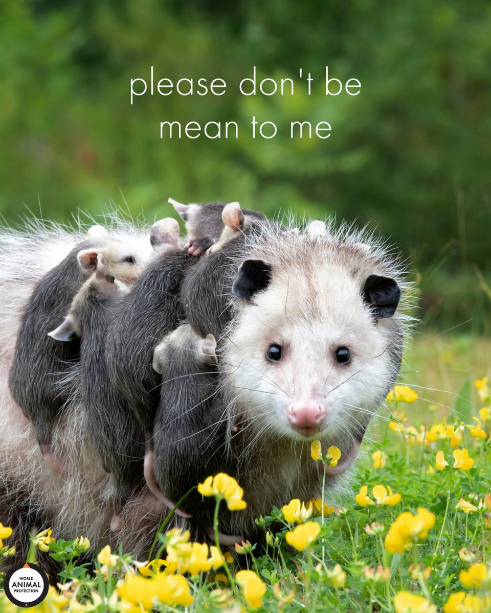 MoveTheWorldUS's tweet photo. As the whether warms up across the country, you're probably seeing more opossums. Don't be alarmed!

These sweet creatures are harmless to humans and can be beneficial to your yard, eating mosquitos, ticks, and mice! https://t.co/7J13wZh62o
