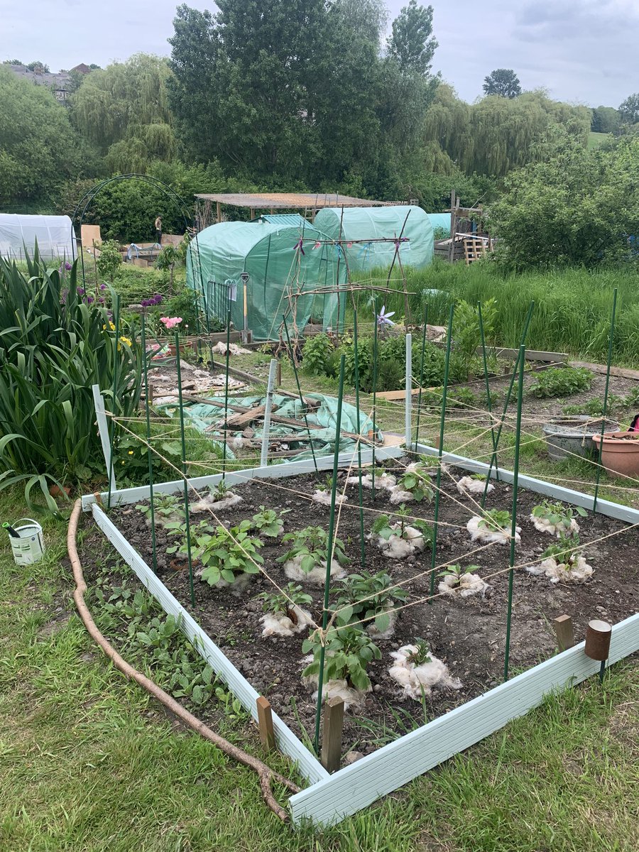 plotmassive's tweet image. Growing dahlias for my daughters wedding in Sept on my allotment… so far my slug defences of copper-wire rings, raw sheep’s wool and nematodes are working…  but I am lying awake wondering if there is the sound of smug slug munching whilst I am away.. #Dahlia #GardeningTwitter