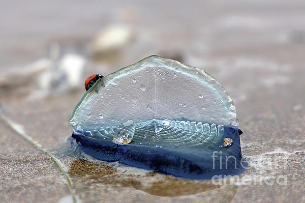 EmotionsPics's tweet photo. New artwork for sale! - "Velella Velella By The Wind Sailor" - https://t.co/yIoBhO03TK @fineartamerica https://t.co/Y6bvBV4mXm