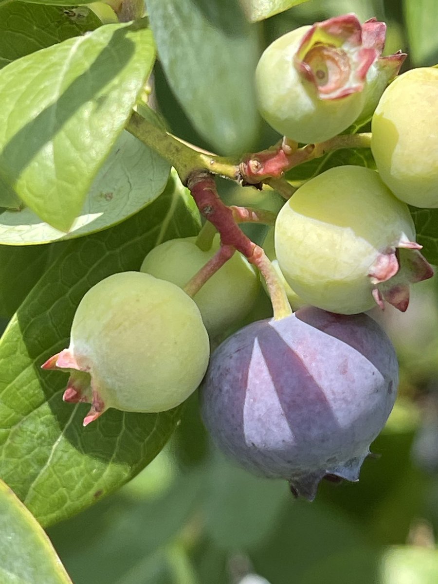 品種ジュエルが色づき始めた😊

＃ブルーベリー
＃ブルーベリーガーデンなめがた
＃養液栽培
＃行方市