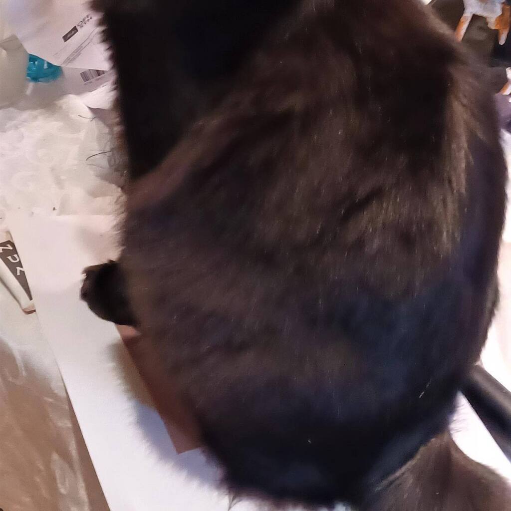 13thStCats's tweet photo. https://t.co/7uUz4oa2bf https://t.co/qWIXFOLcMd