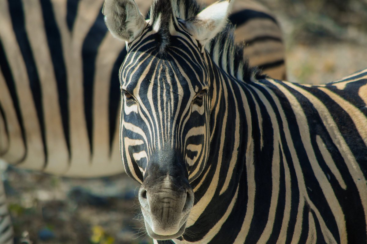 Great time in Namibia!! 🇳🇦 #travel #nature #backpacking #travelphotography #TravelTheWorld #adventuretime #hikingadventures #parkchat #NEVERSTOPexploring