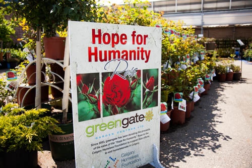 Hope for Humanity is hardy & suitable for our gardening climate. Proceeds from sales of this beautiful true red rose go to @calgaryhomeless to guide the fight against homelessness. #yycliving @calgarydropin @mustardseedyyc @innfromthecold @alphahouseyyc @yycdreamcentre@winsyyc