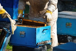 Insects_MDPI's tweet photo. 📢Can organic #beekeeping improve #bee survival? 
Yes! Citizen science study across 4 years reveals that sustainable #beekeeper habits influence colonies survival. 
👥By Kagiali et al. lab @SolennPatalano 
See more at 👉https://t.co/tqe3cEThXg https://t.co/tPBrngAiyF