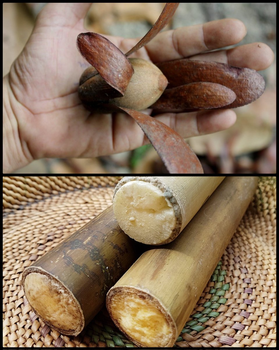 Don't know about the Malay Peninsula.

Di Sarawak, orang-orang Dayak ada mentega yg diekstrak drpd buah Engkabang (shorea macrophylla) - Borneo's Ohh-Gee vegetable oil.