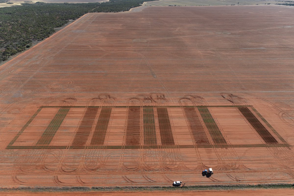 DPIRDbroadacre's tweet photo. Growers across the #Wheatbelt are in the thick of seeding and so is @DPIRDWA. Our agronomy team has been busy with time of sowing (TOS) trials which help to refine variety recommendations for the annual WA Crop Sowing Guide. Pictured is the third TOS for a wheat trial at Mullewa! https://t.co/sfilhJOq9J