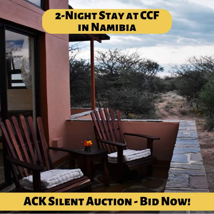 Action for Cheetahs in Kenya tweet media