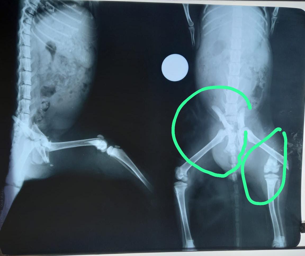 mariaclaragfb's tweet photo. preciso muito da ajuda de vocês! 🆘 faltam R$1.500,00 ainda, e marcamos a cirurgia para amanhã às 16hrs. se não conseguirmos o valor, vamos ter que desmarcar. estou desesperada!!😭😭 https://t.co/3373J8rEUu