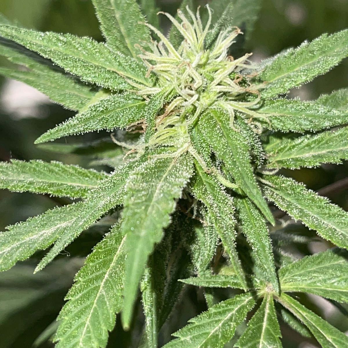 CannabisQro's tweet photo. Galleta de Azúcar  #SugarBiscuit 

Haciendo honor a su nombre. Primer semana de floración y ya con estos terpenos. 

Indica 100% con terpenos prominentes #Limoneno
 
Depresión, ansiedad. https://t.co/xGXH48NkPr
