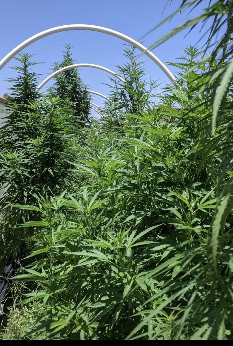 PickledImagn's tweet photo. This was my hemp farm from 2021. I grew hemp in one of the hardest climates and created tea from it that I mixed with lionsmane mushroom and curated oolong teas from small craft tea farms through the world. I used to sell at my local farmers market. https://t.co/eU7op16F5h
