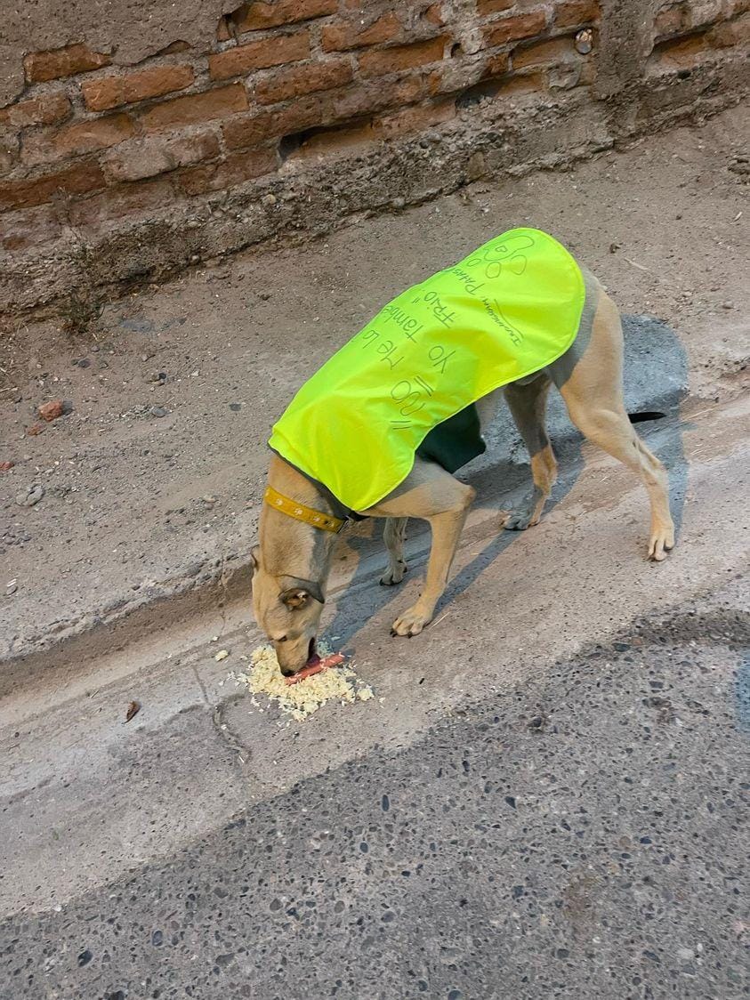 Se necesita tránsito para este galguito macho en Neuquén Capital. Empezó el frío y esta tiritando en la calle. Alguien para darle un lugarcito? Se agradece RT